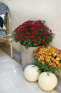 Black & White Fall Porch - BHG Live Better Fall Mums