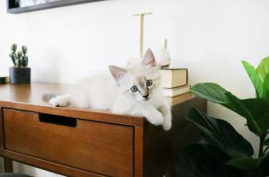 Mid-Century Boho Desk